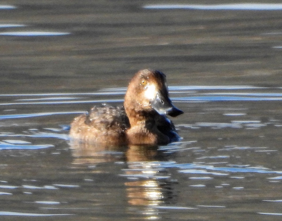 polák kaholka - ML646536548