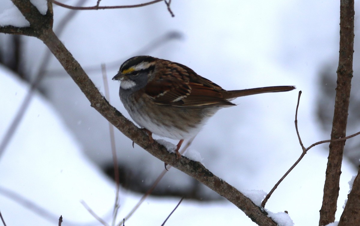 White-throated Sparrow - ML646536550