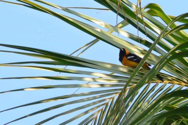 Hooded Oriole (igneus) - ML646536551