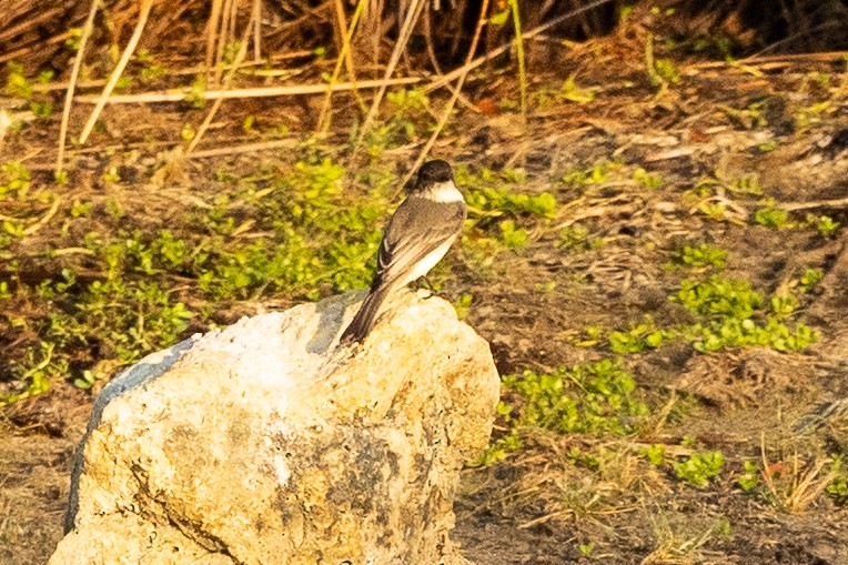 Eastern Phoebe - ML646536553