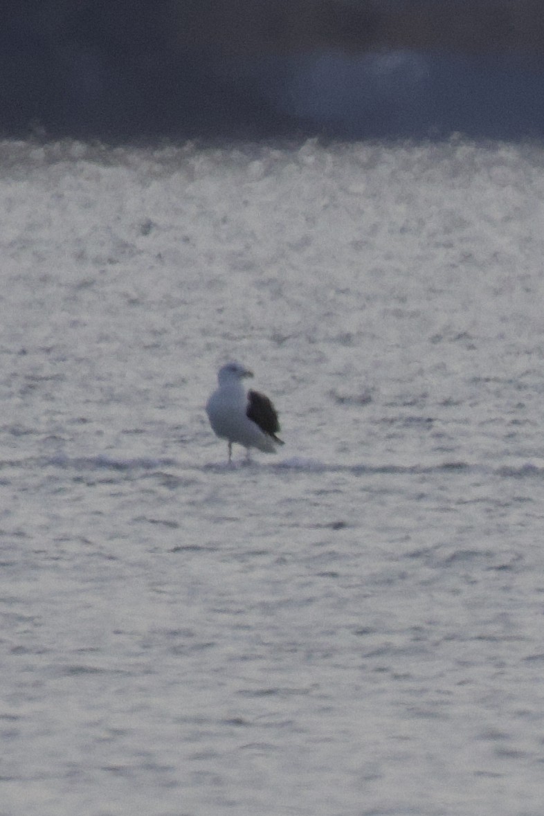 Great Black-backed Gull - ML646536554