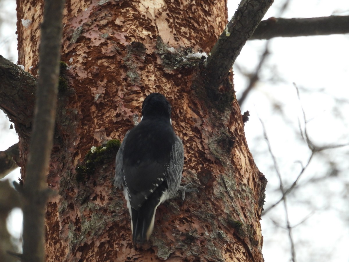 Black-backed Woodpecker - ML646536555