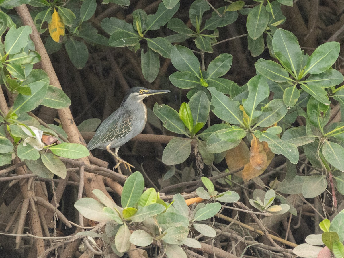 Little Heron - ML646536556
