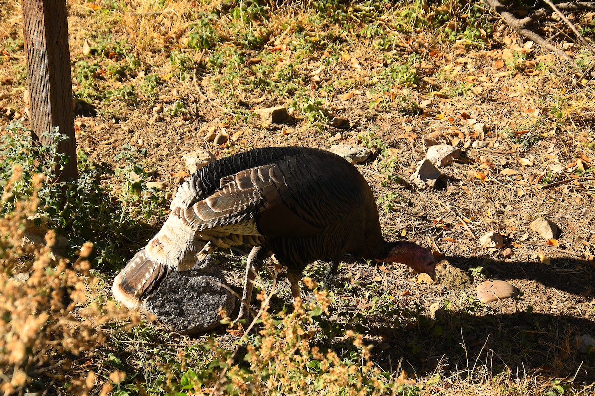 シチメンチョウ - ML646536558