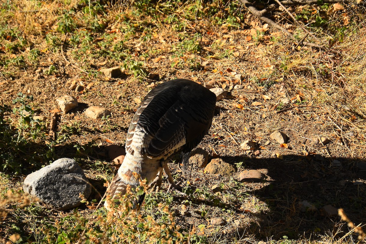 シチメンチョウ - ML646536559