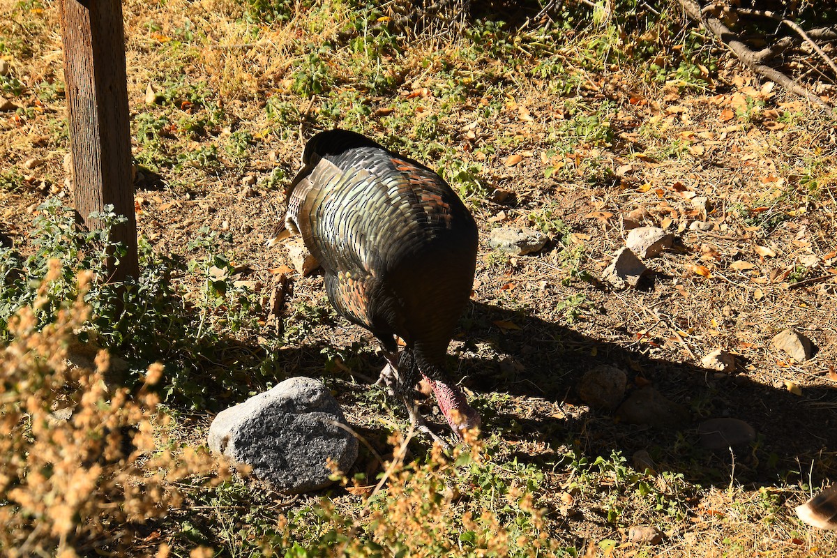 シチメンチョウ - ML646536560