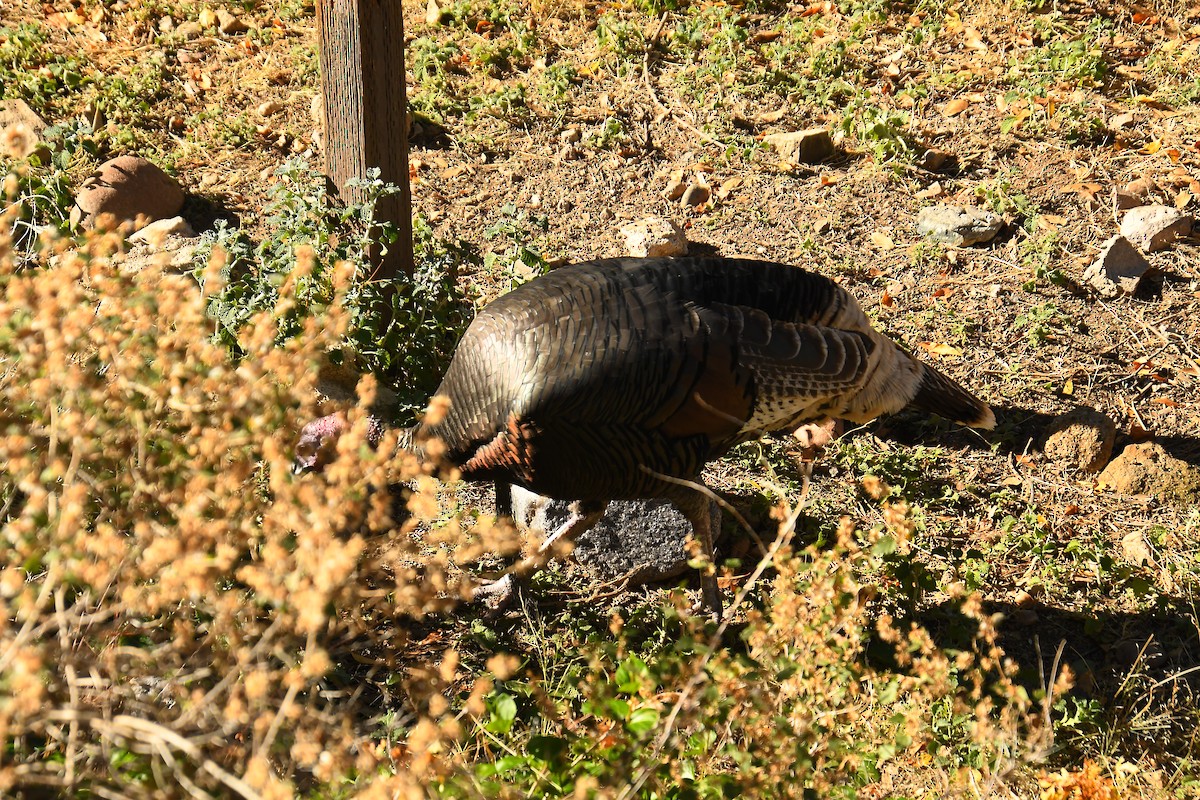 シチメンチョウ - ML646536561