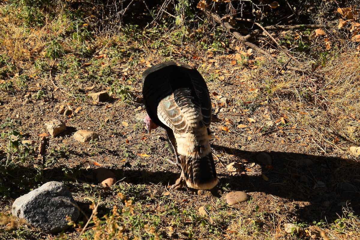 シチメンチョウ - ML646536562