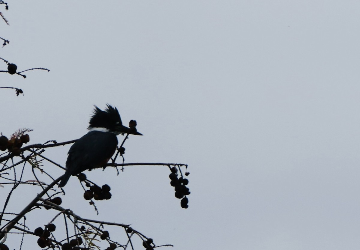 Belted Kingfisher - ML646536563