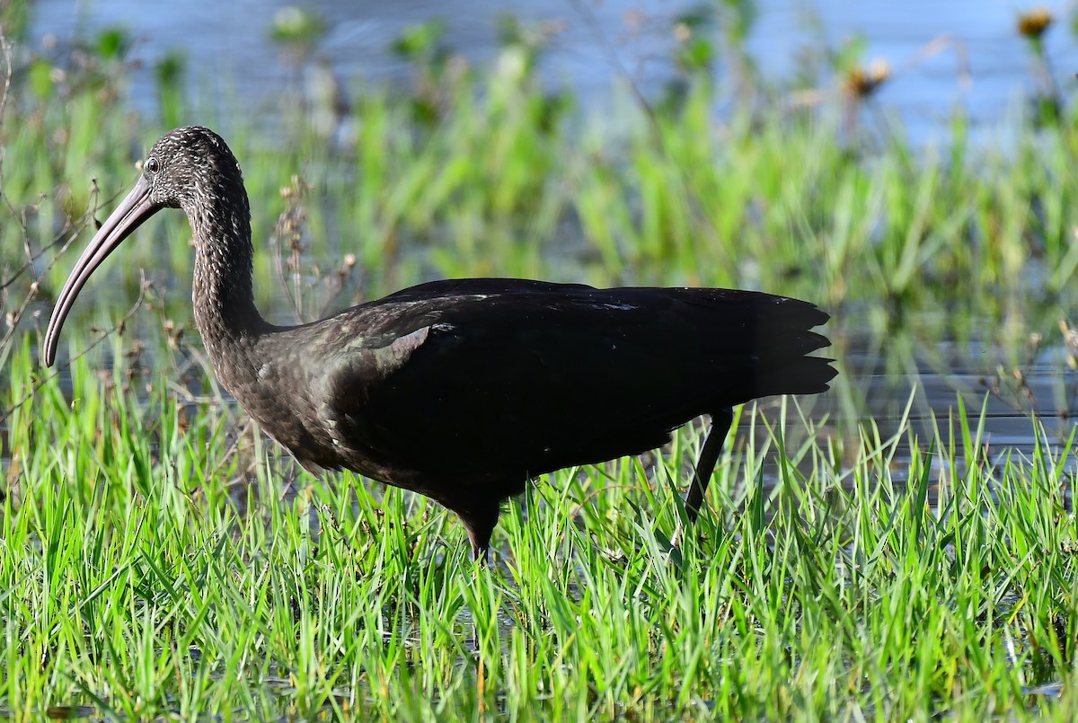 Гялаан билүүс - ML646536564