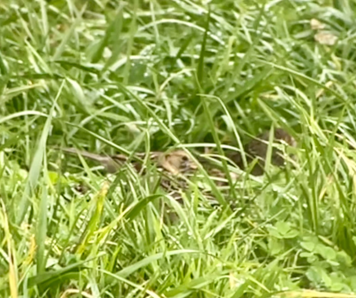 Harris's Sparrow - ML646536566