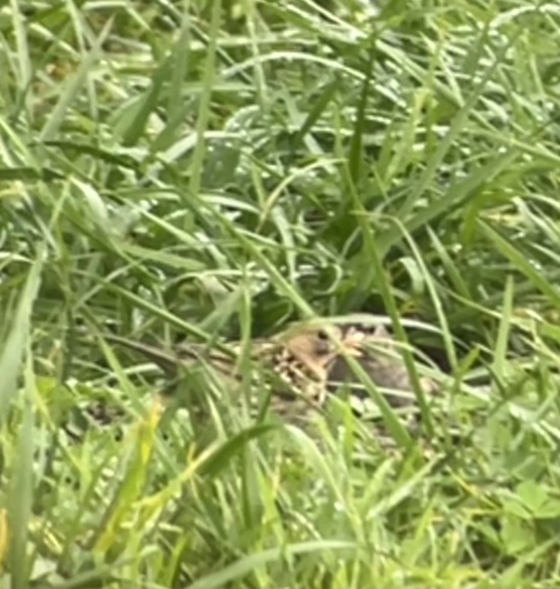 Harris's Sparrow - ML646536567