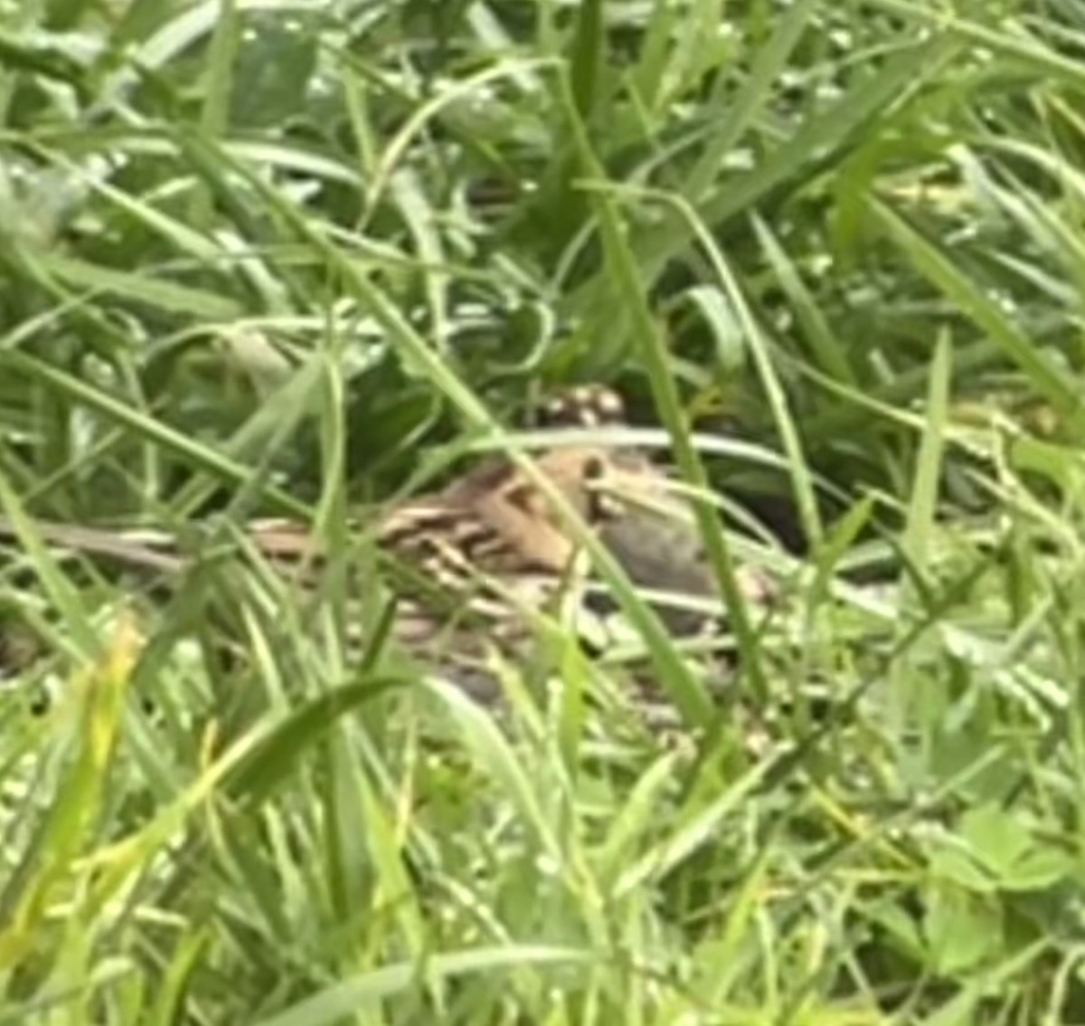 Harris's Sparrow - ML646536568