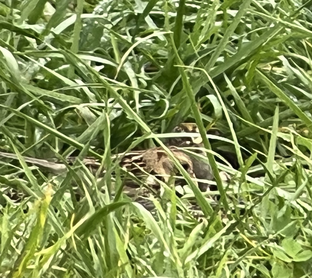 Harris's Sparrow - ML646536569