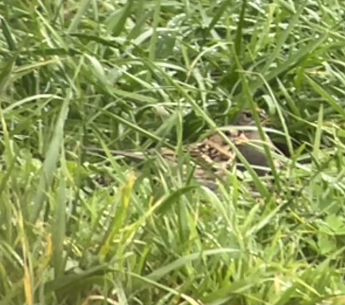 Harris's Sparrow - ML646536570