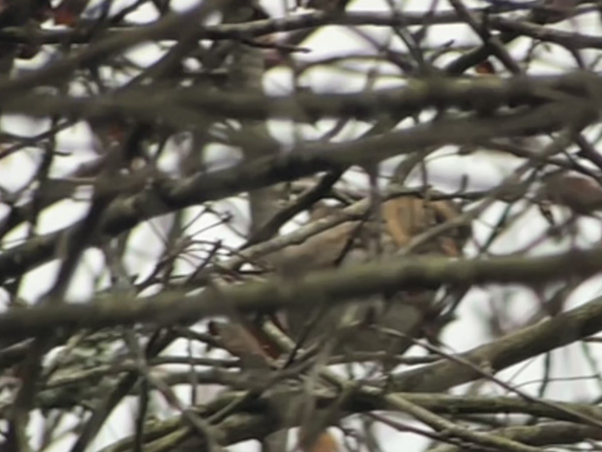 Harris's Sparrow - ML646536572