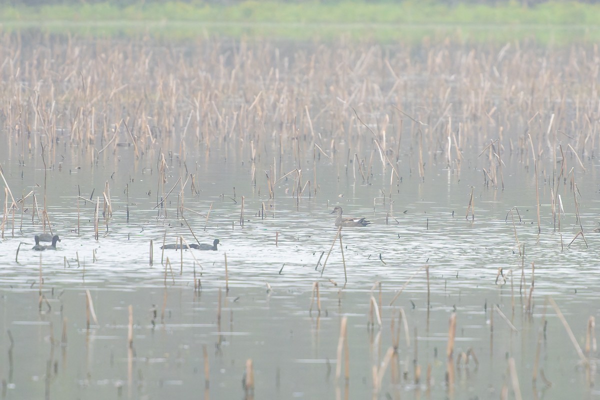 赤膀鴨 - ML646536577