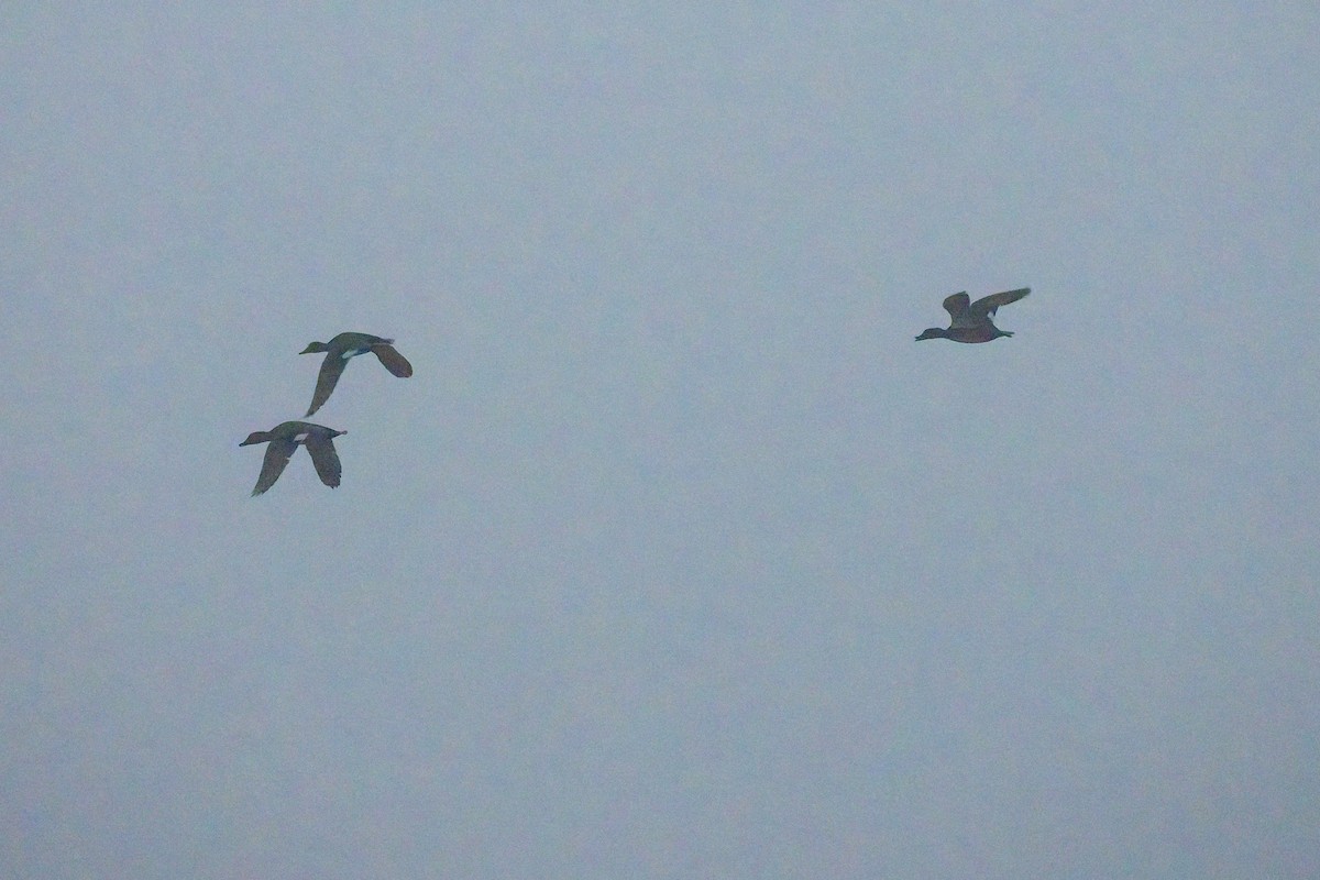 赤膀鴨 - ML646536578