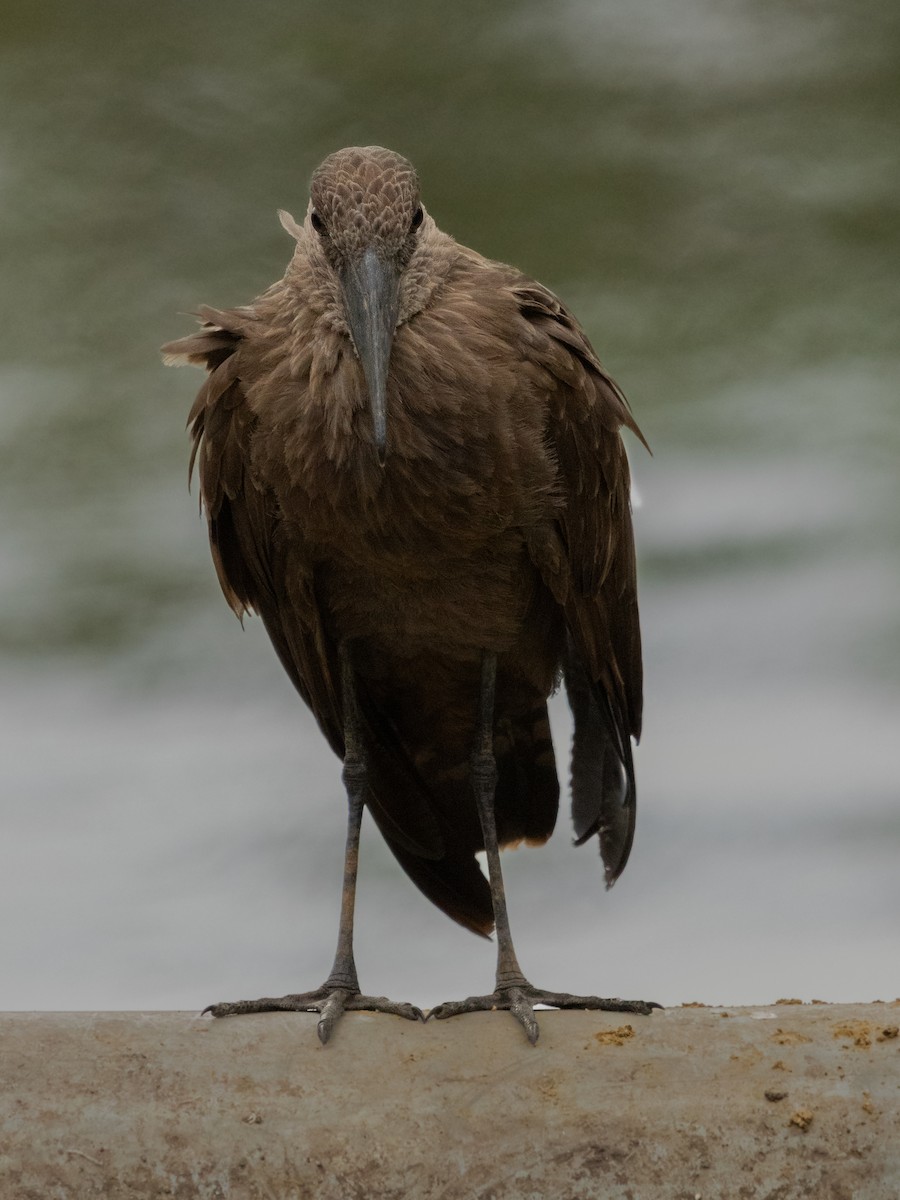 Hamerkop - ML646536579
