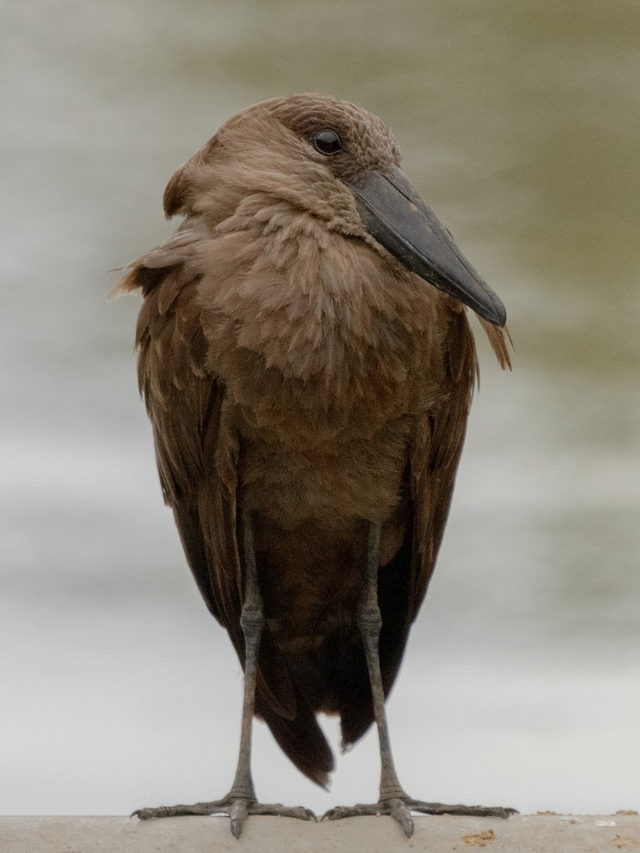 Hamerkop - ML646536581