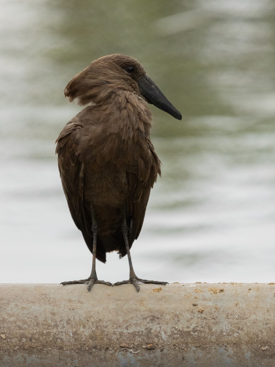 Hamerkop - ML646536582