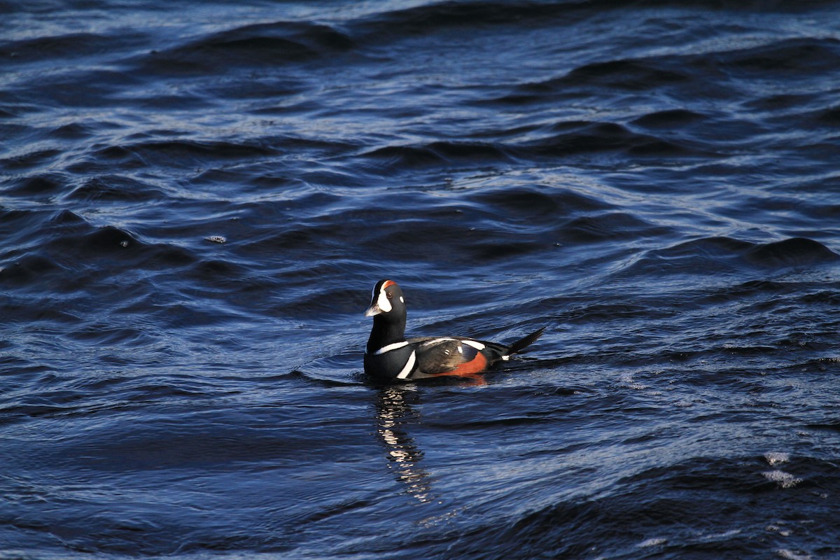 Harlequin Duck - ML646536586