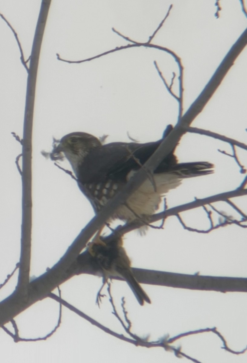 Smeriglio - ML646536587