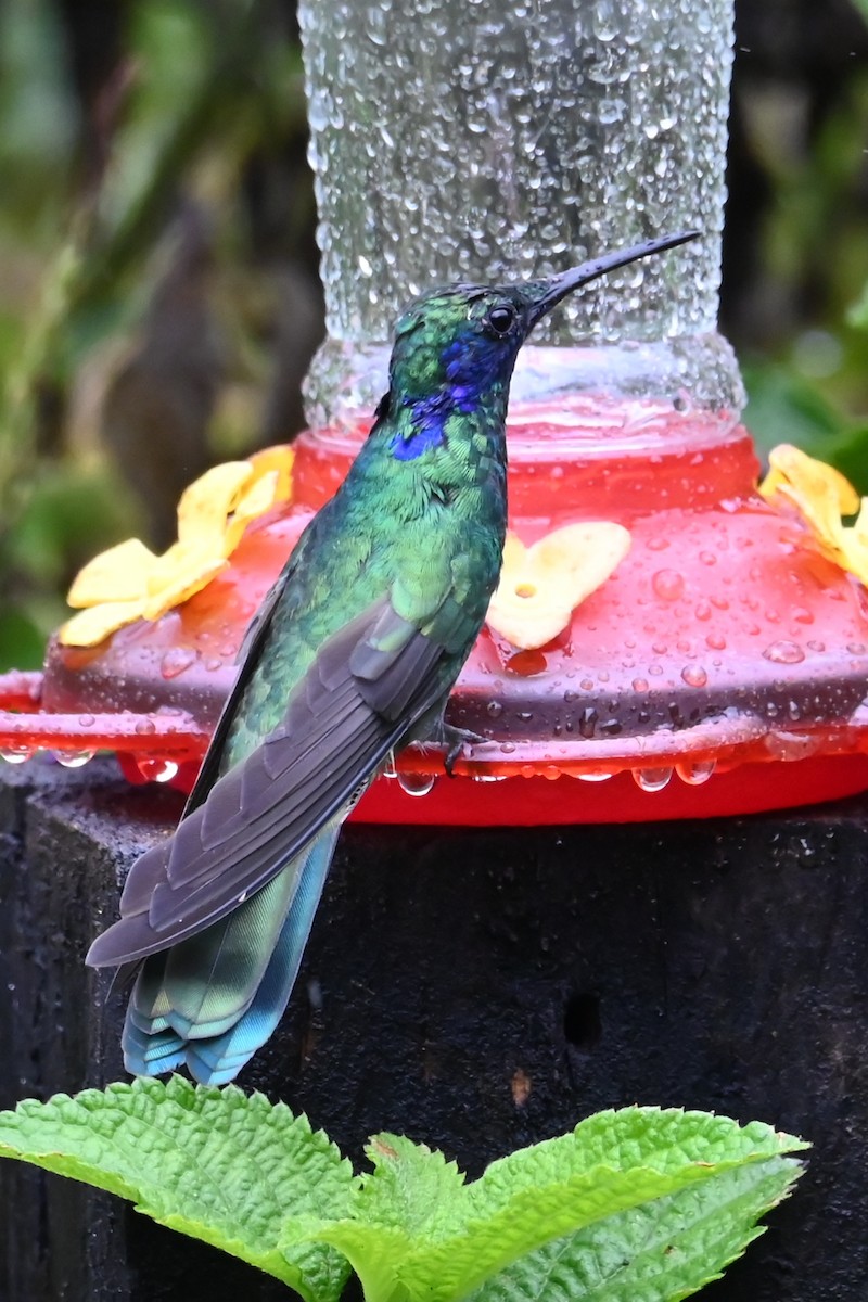 Колібрі синьочеревий - ML646536588