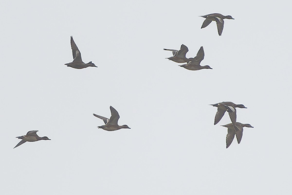 葡萄胸鴨 - ML646536590