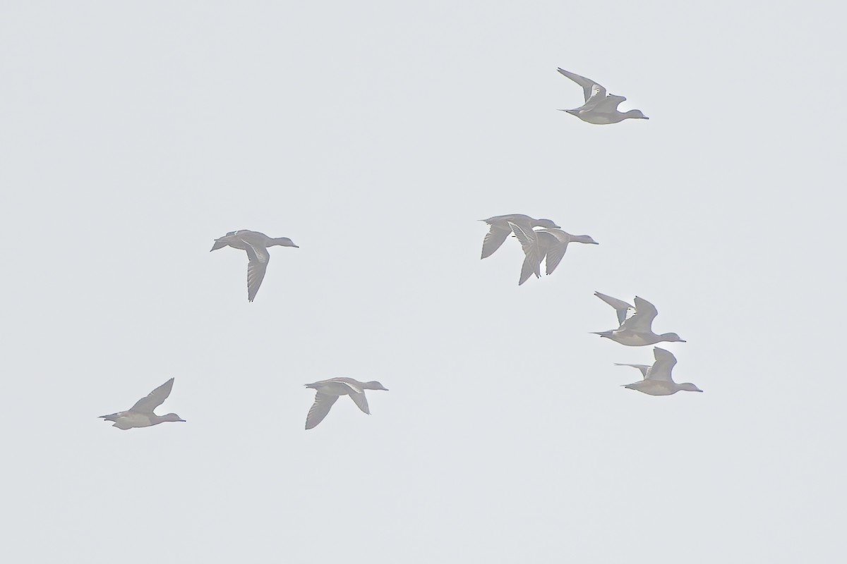 葡萄胸鴨 - ML646536591