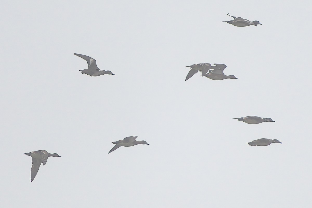 葡萄胸鴨 - ML646536592