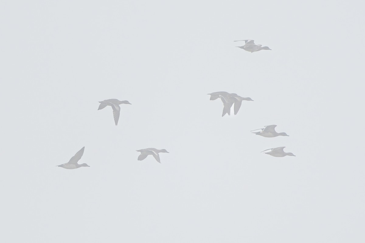 葡萄胸鴨 - ML646536593