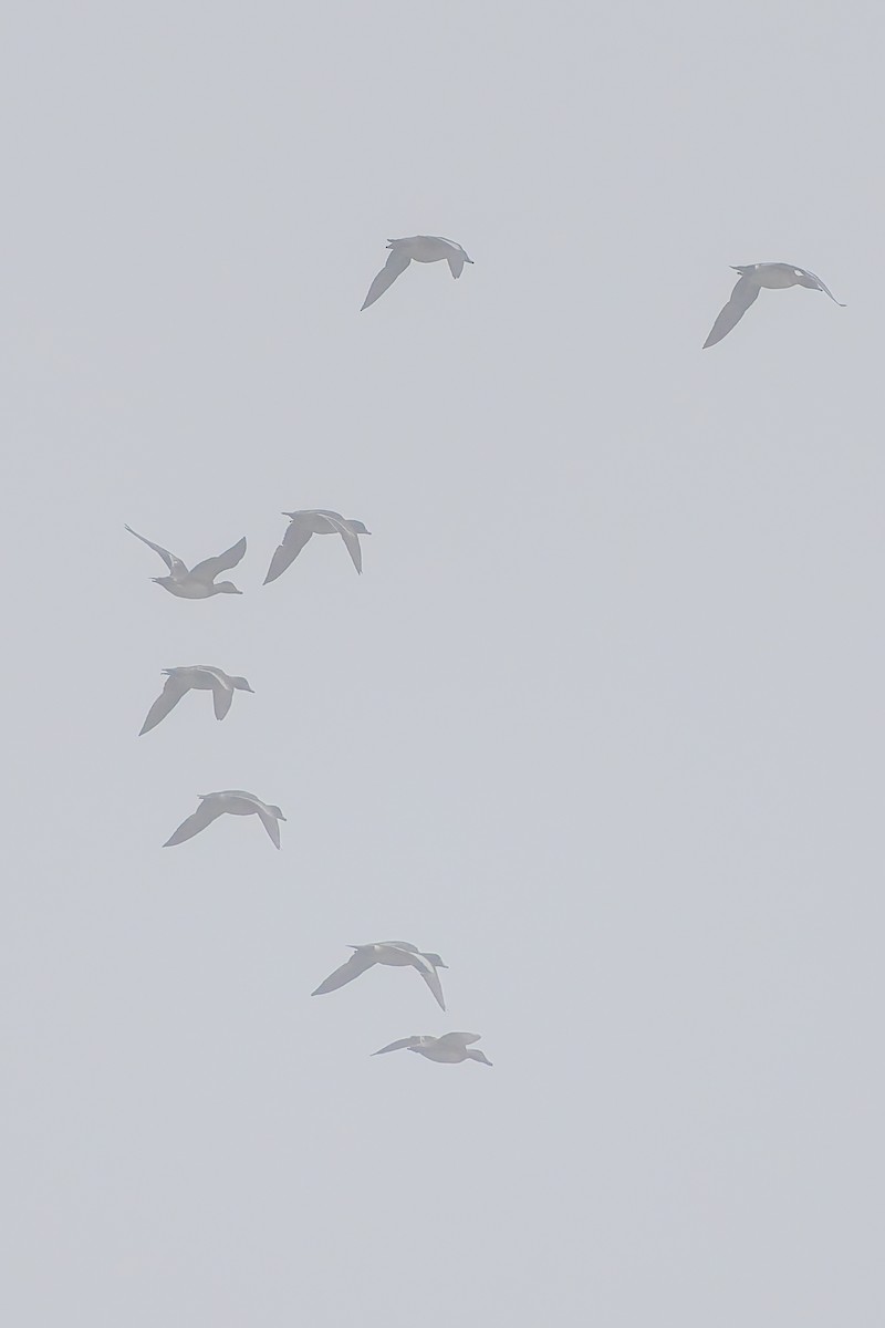 葡萄胸鴨 - ML646536594