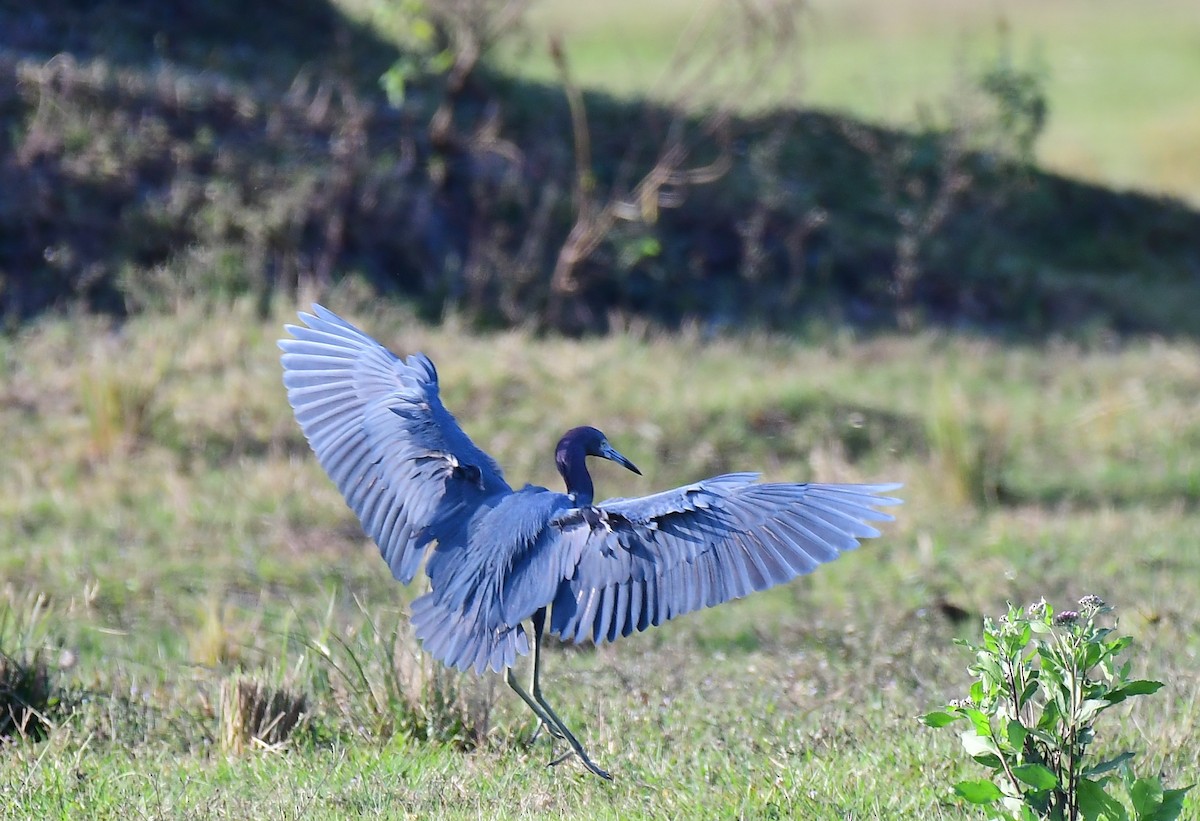 Little Blue Heron - ML646536596