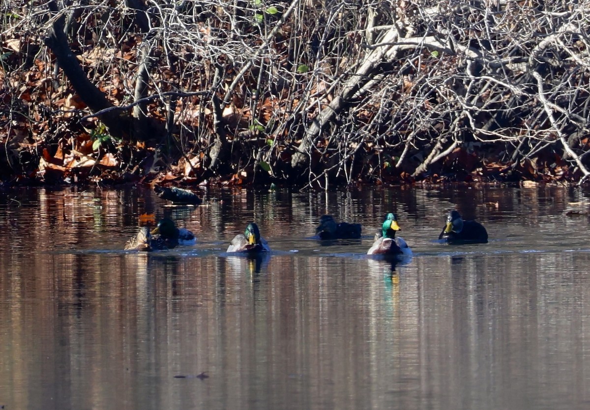 Mallard - ML646536601