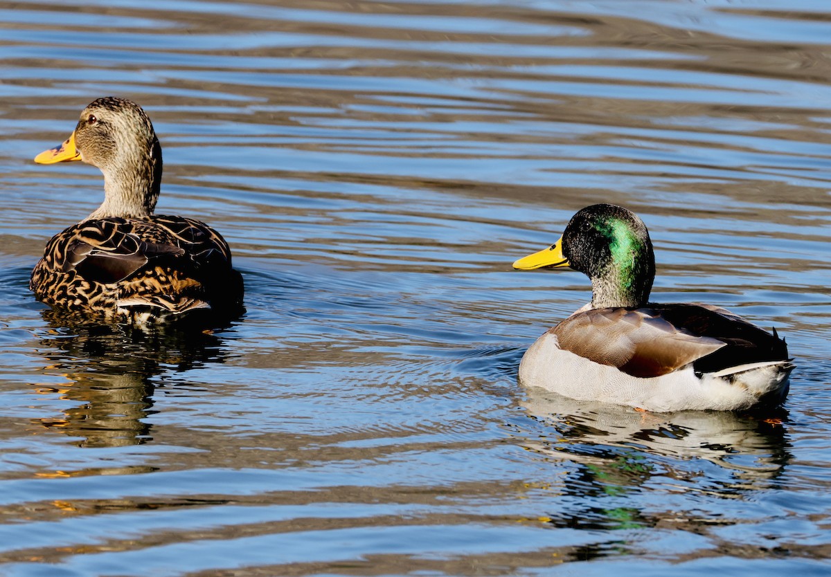 Mallard - ML646536602