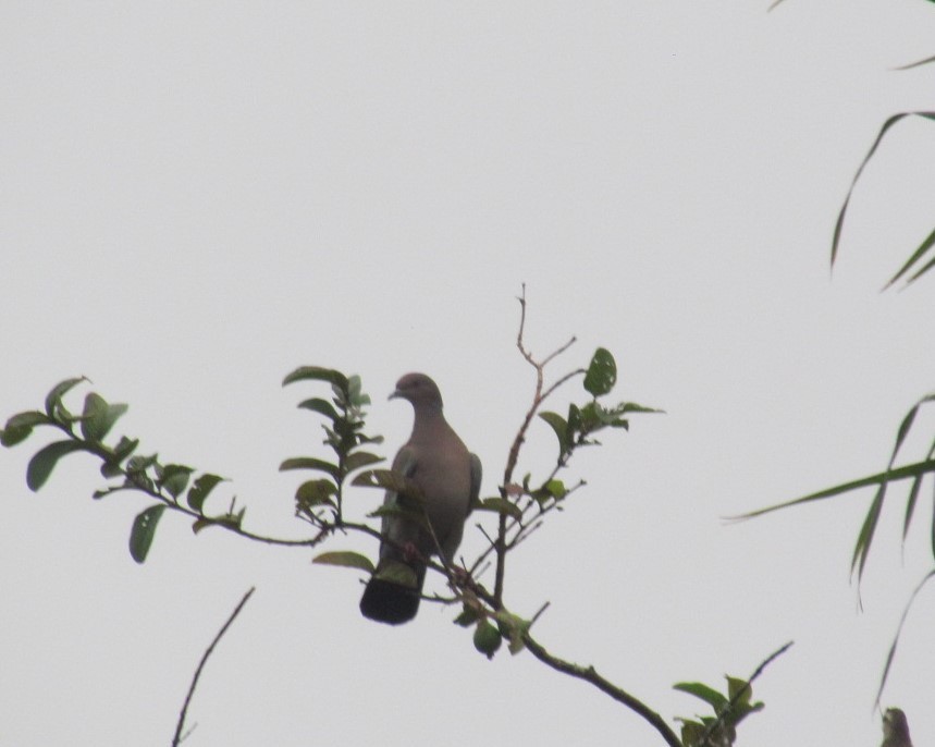 Pikazuro Güvercini - ML646536605