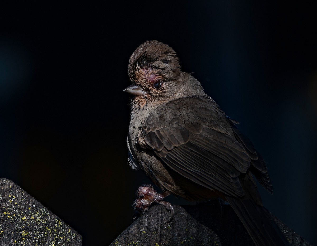 California Towhee - ML646536611