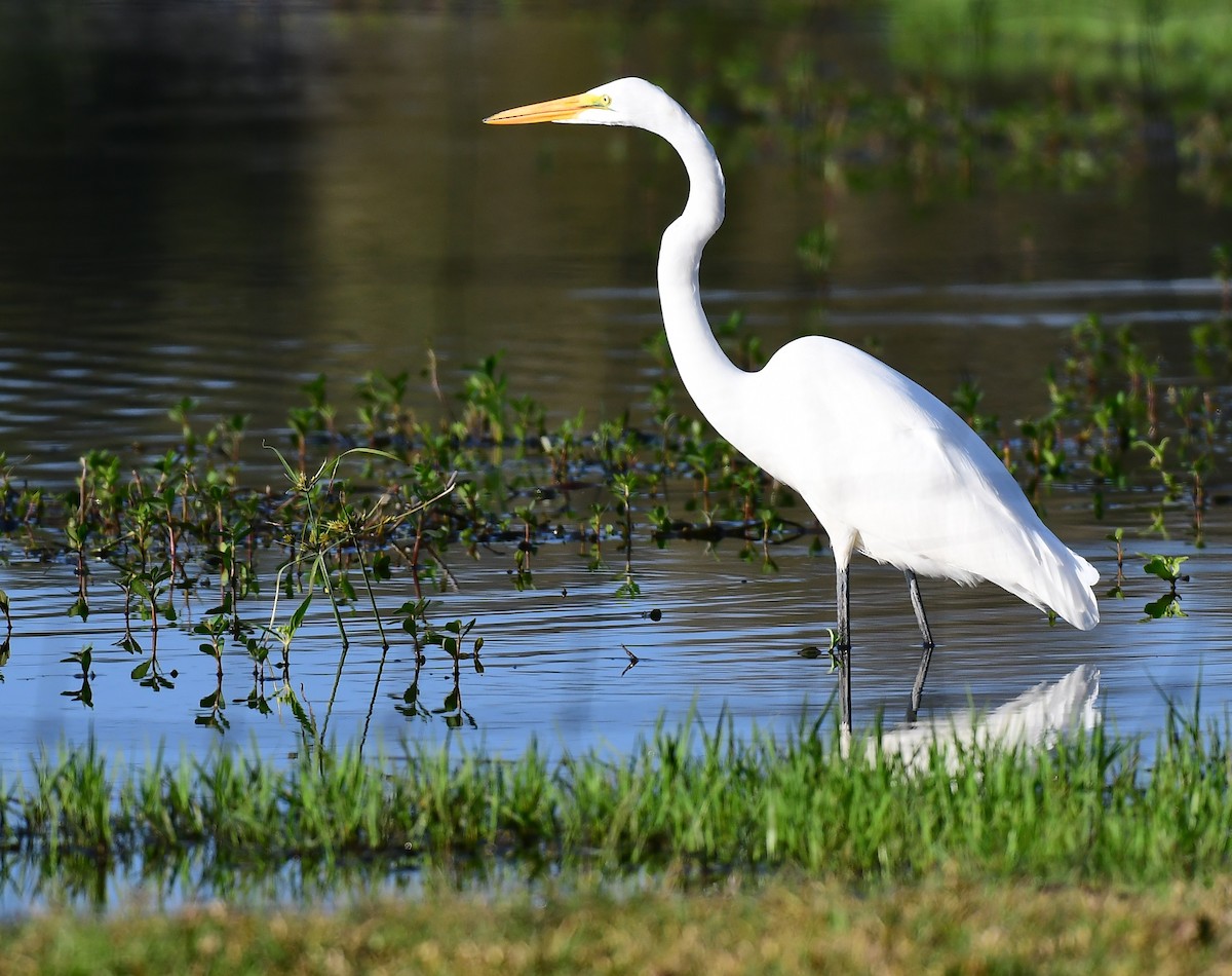 Цасч дэглий - ML646536612