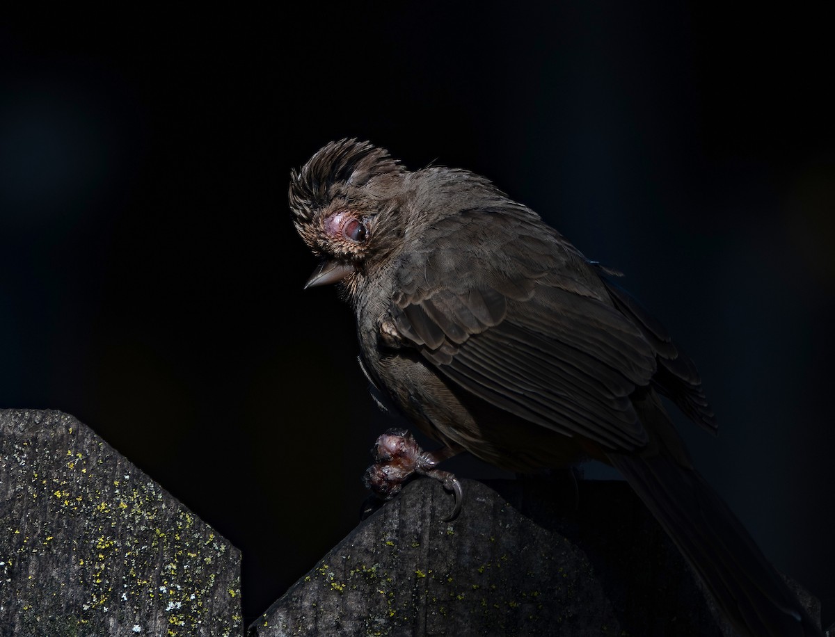California Towhee - ML646536613