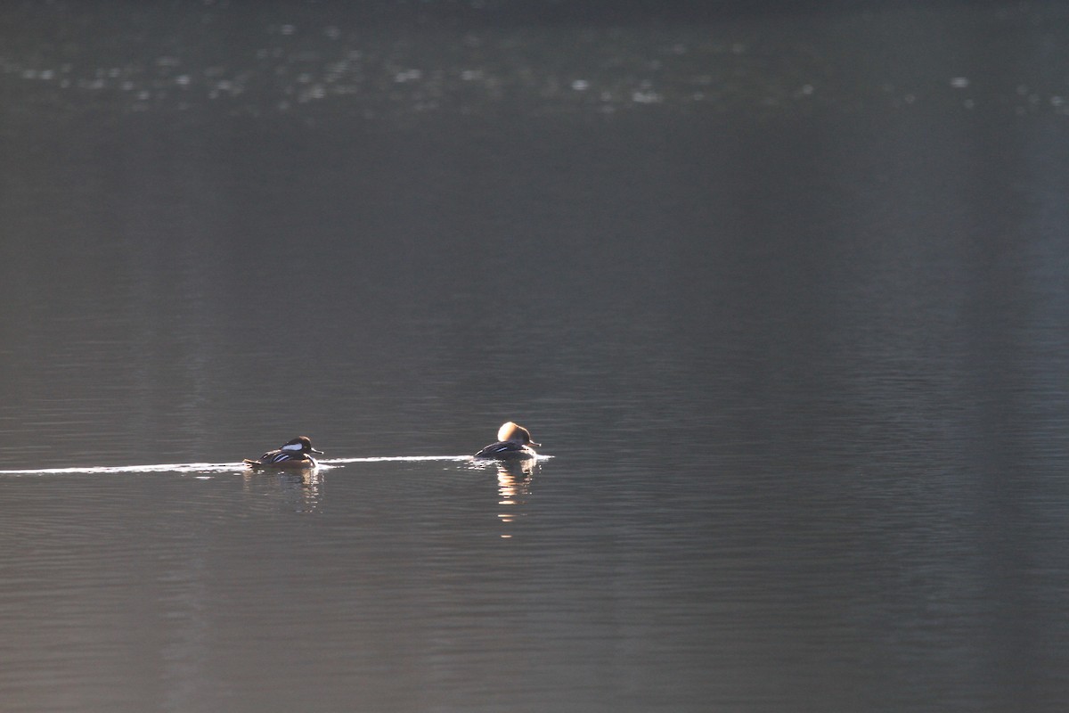 Hooded Merganser - ML646536614
