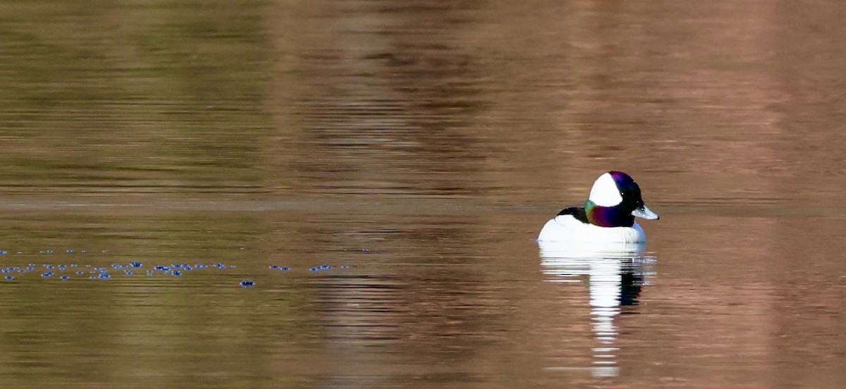 Bufflehead - ML646536615
