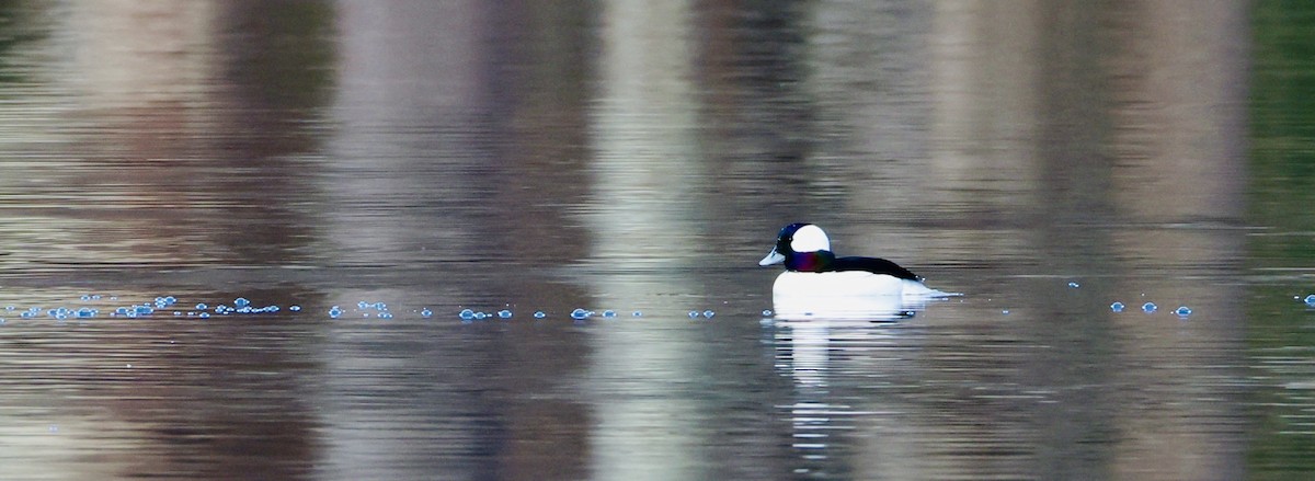 Bufflehead - ML646536616