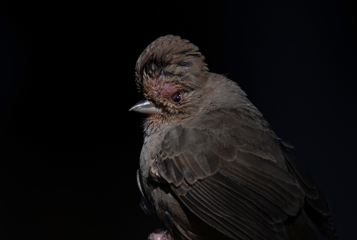 California Towhee - ML646536618