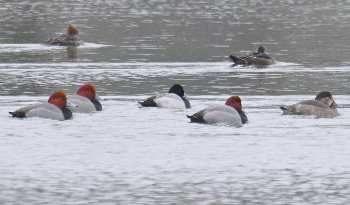 Lesser Scaup - ML646536619