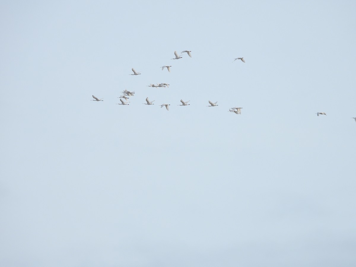 Eurasian Spoonbill - ML646536620