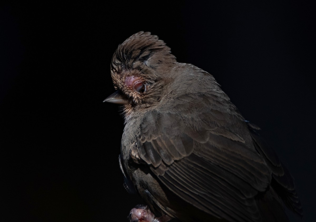 California Towhee - ML646536621