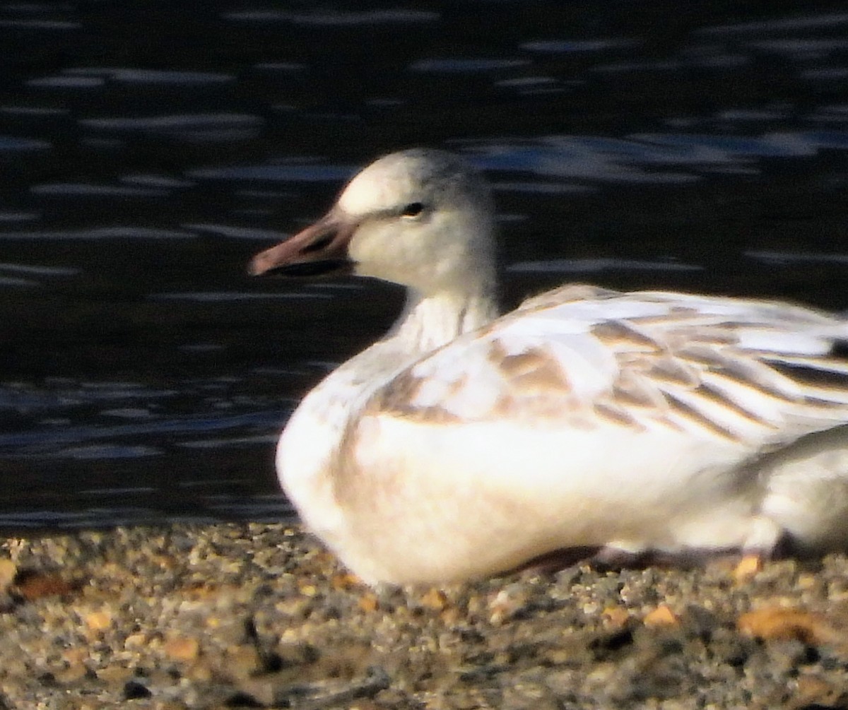 Snow Goose - ML646536623