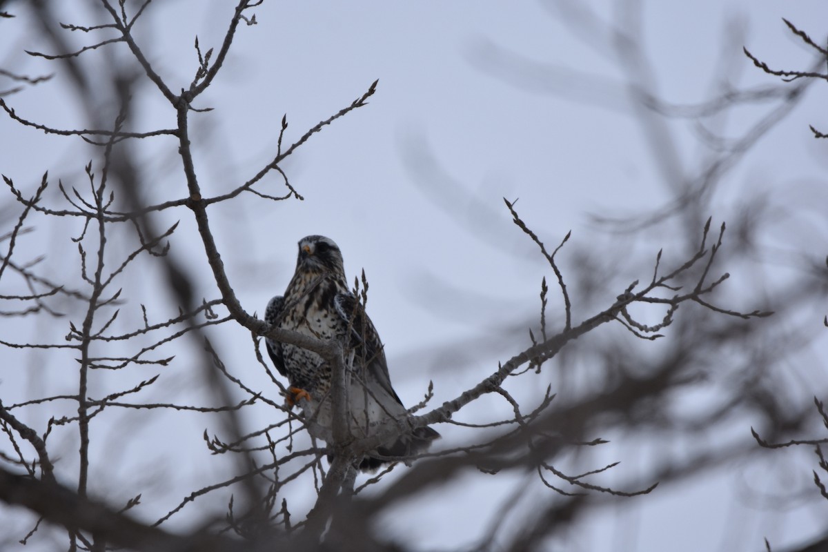 ケアシノスリ - ML646536625