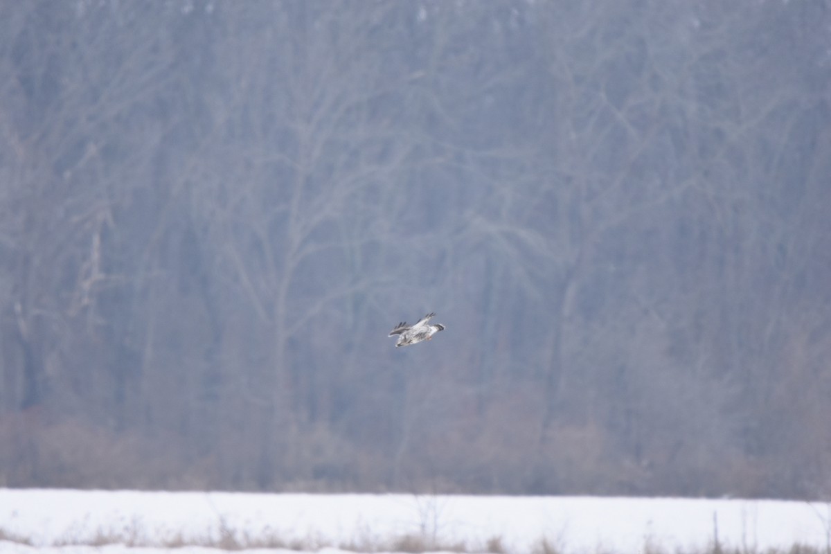 ケアシノスリ - ML646536626